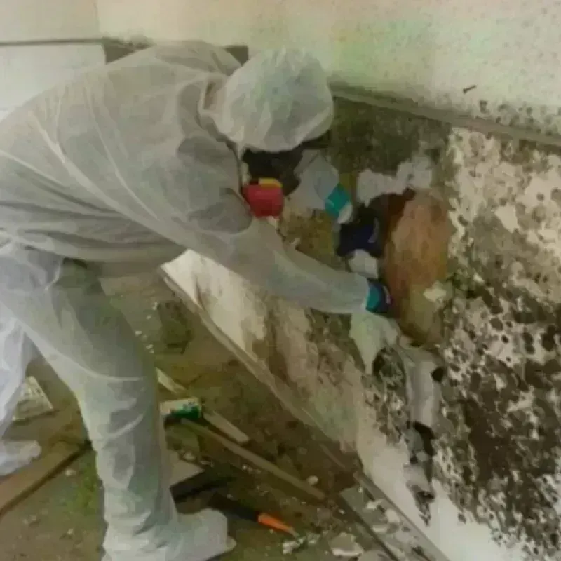 Mold Remediation and Removal in Morton, TX